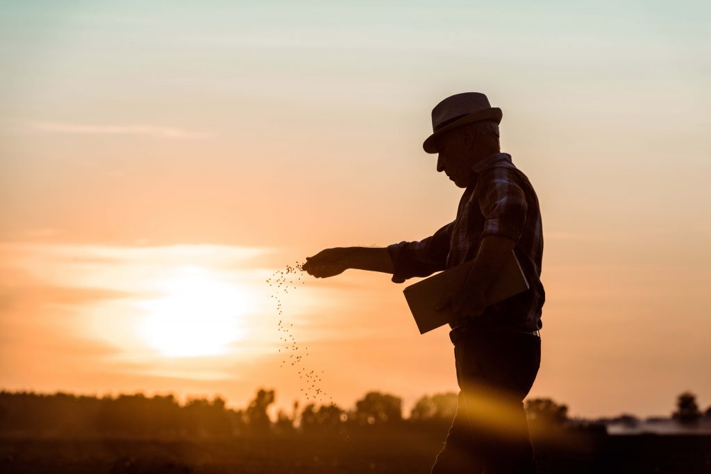 profile of senior farmer in straw hat sowing seeds during sunset
