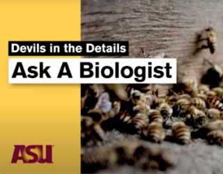 ASU&rsquo;s Ask A Biologist educational platform