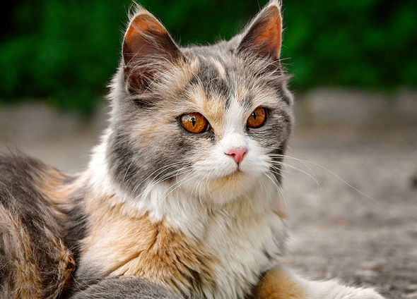 The 10 Best Cats Sites In 2024 