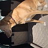 Dog Car Trunk Cover