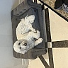 My dogs were very excited when they saw the beds.