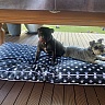 Square Dog Bed Cushion