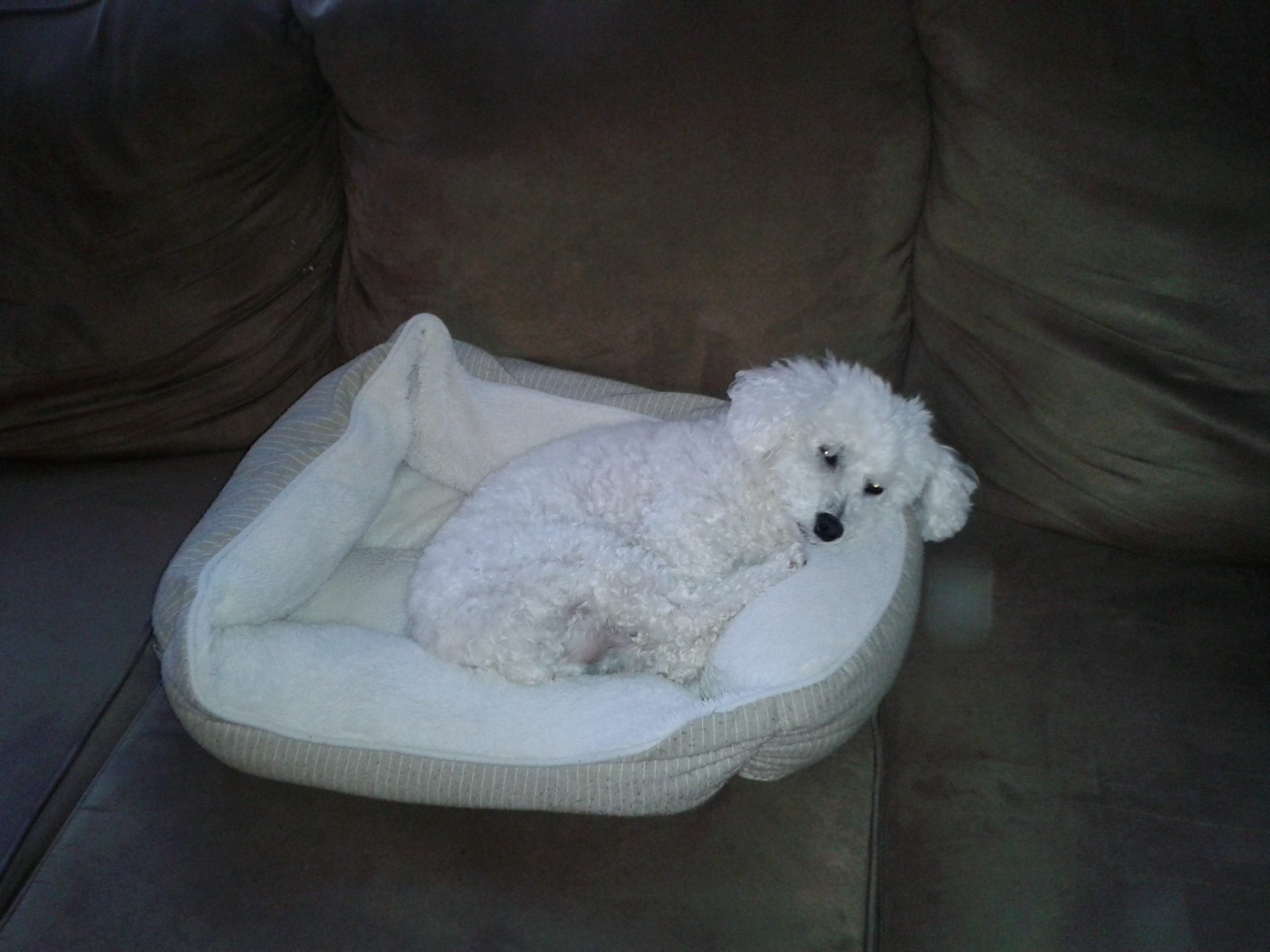 PetCareRx Reviews 486 Reviews of Sitejabber