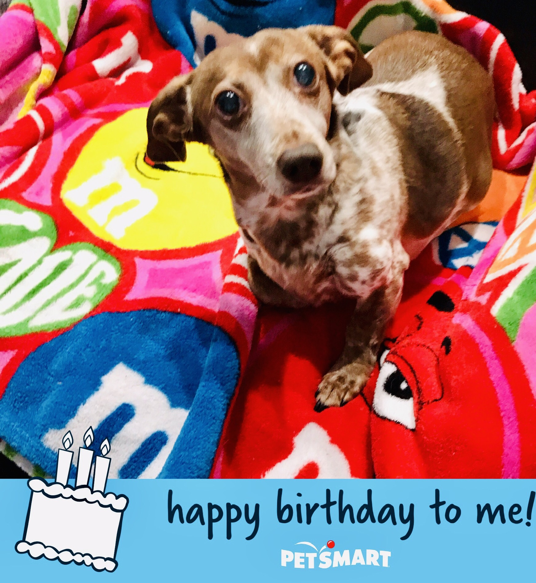 PetCareRx Reviews 490 Reviews of Sitejabber