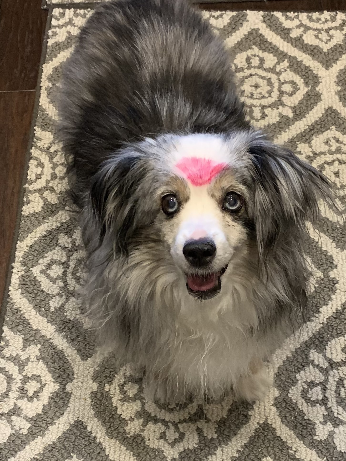 PetCareRx Reviews 490 Reviews of Sitejabber