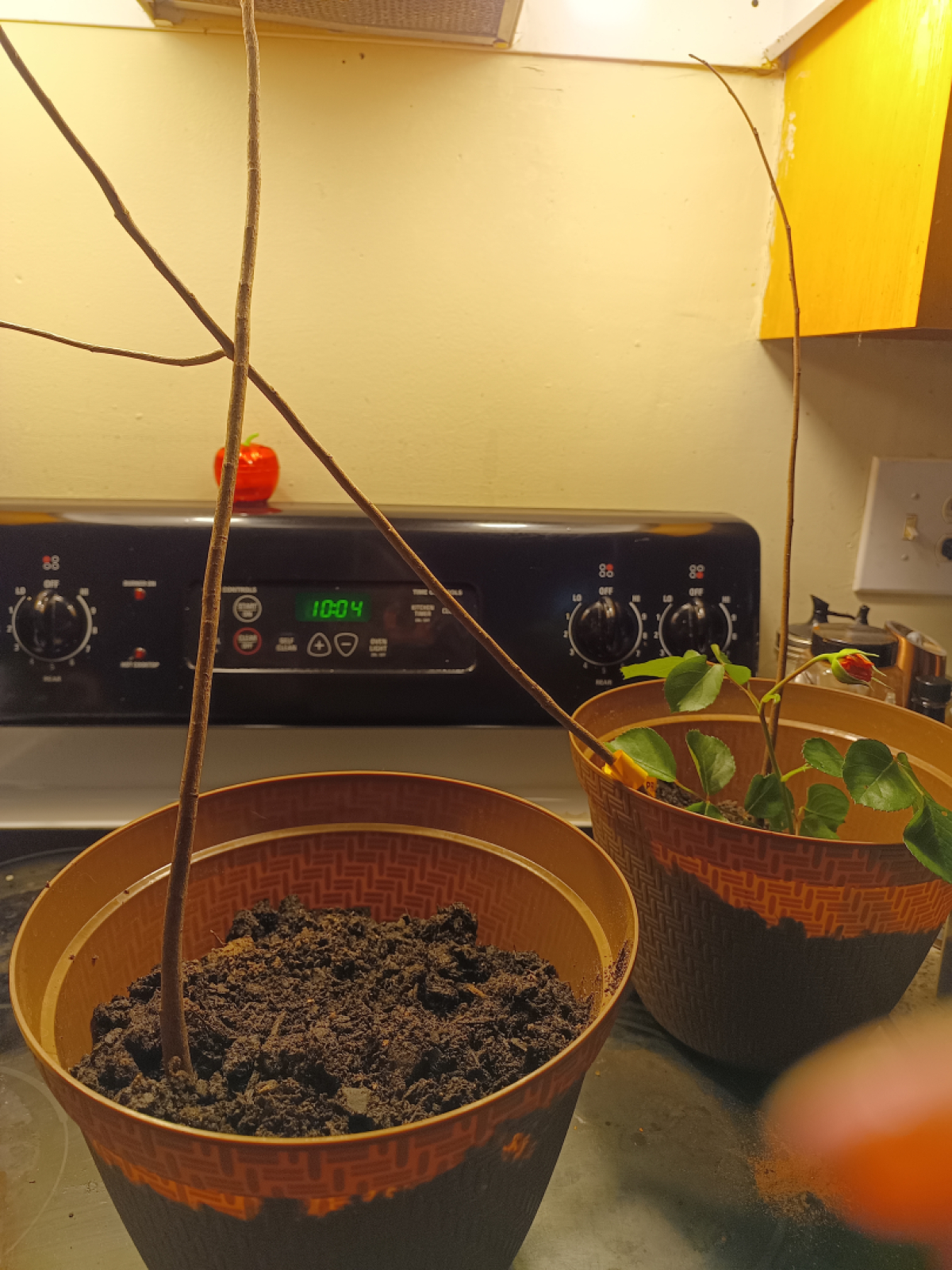 TN Nursery Reviews 503 Reviews of Sitejabber