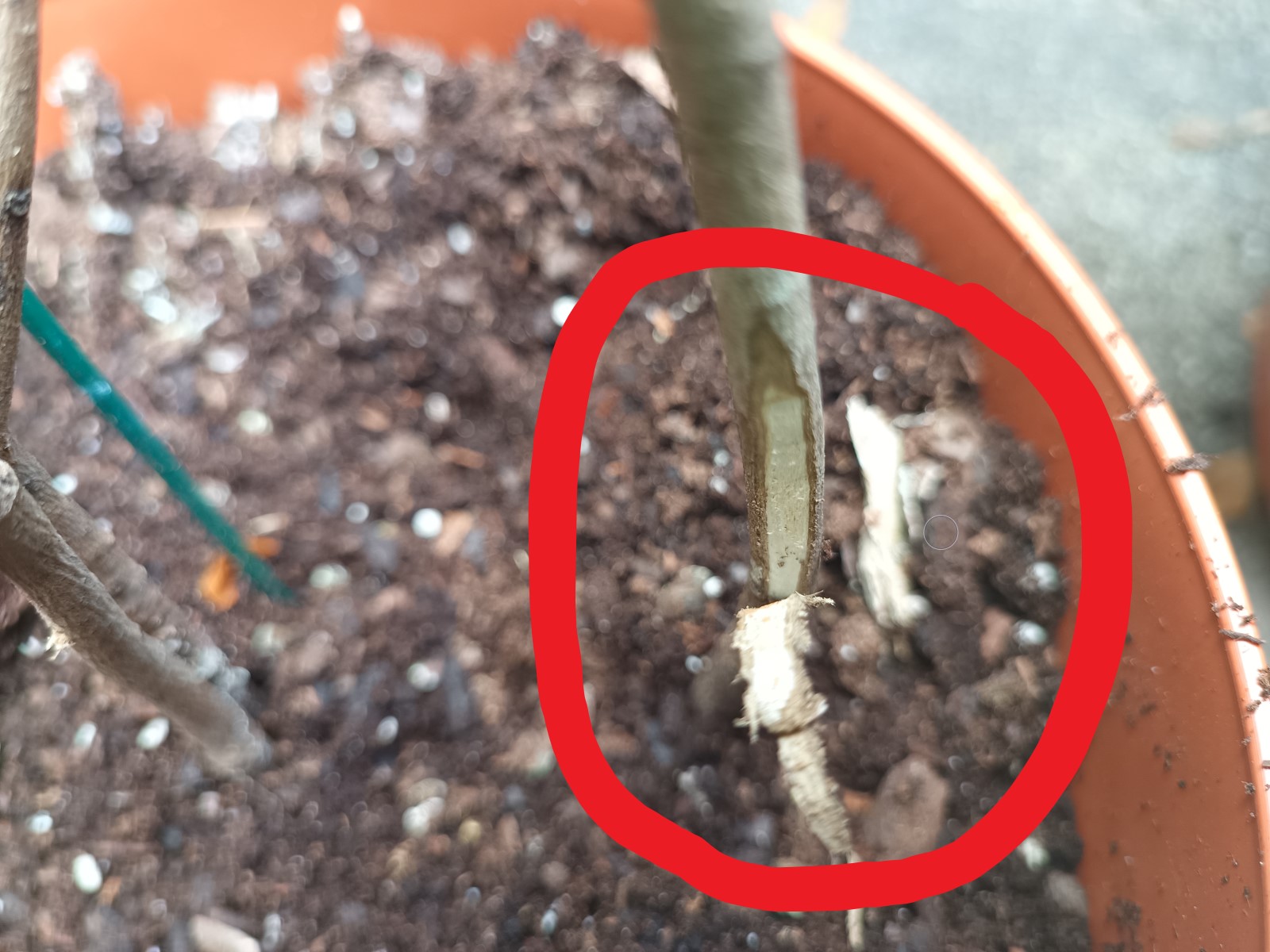 TN Nursery Reviews 500 Reviews of Sitejabber