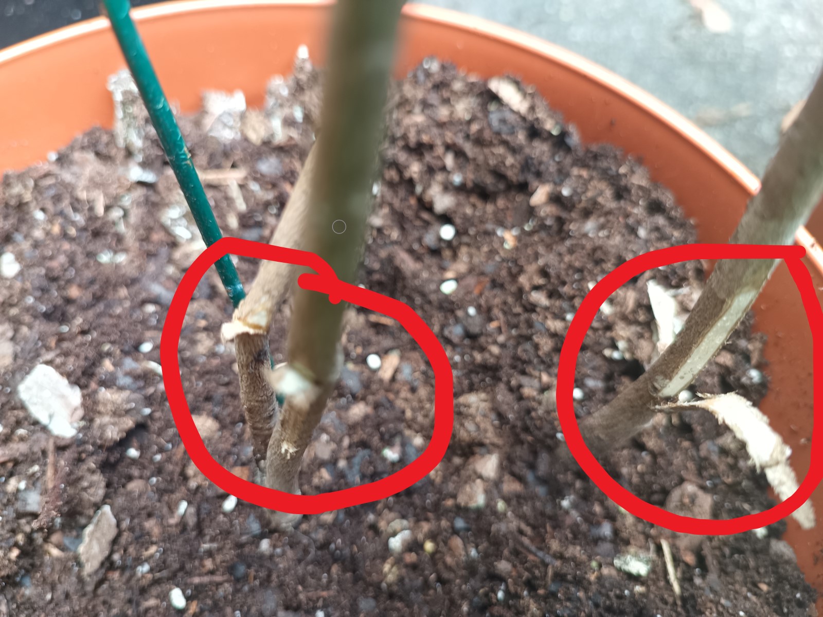 TN Nursery Reviews 497 Reviews of Sitejabber