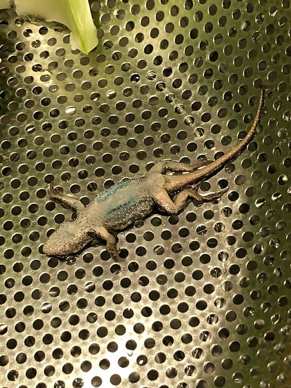 Blue Apron product 0