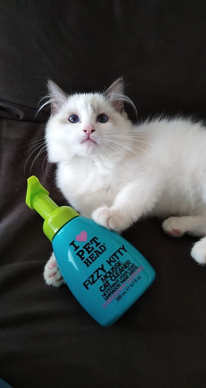 Lucky Pet Reviews 22 Reviews of Sitejabber