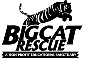 business logo of Bigcatrescue.org
