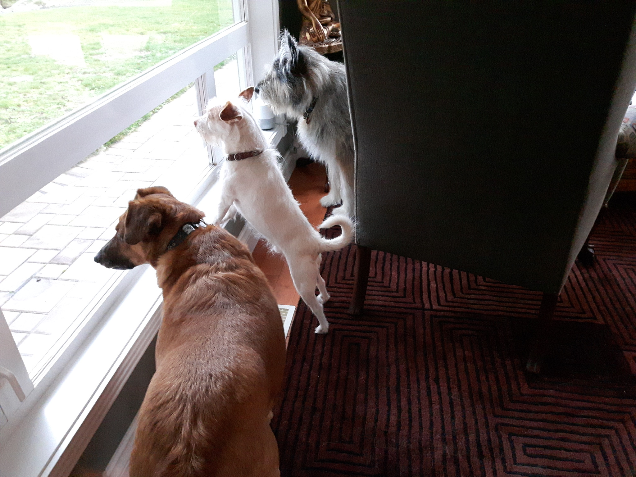 Trusted House Sitters Reviews 928 Reviews of