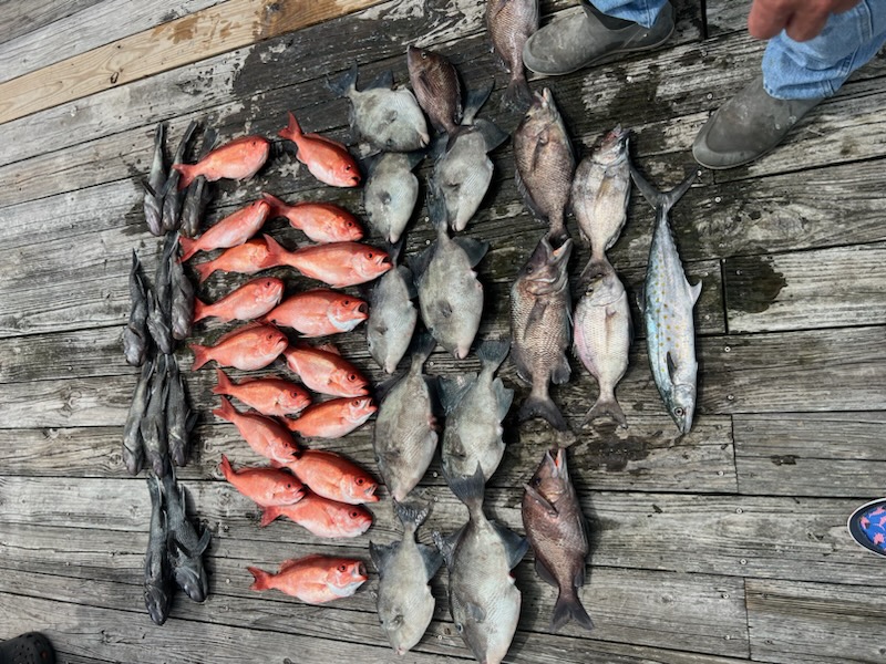 FishingBooker: The Best Snapper Bait: An Angler's Guide for 2024