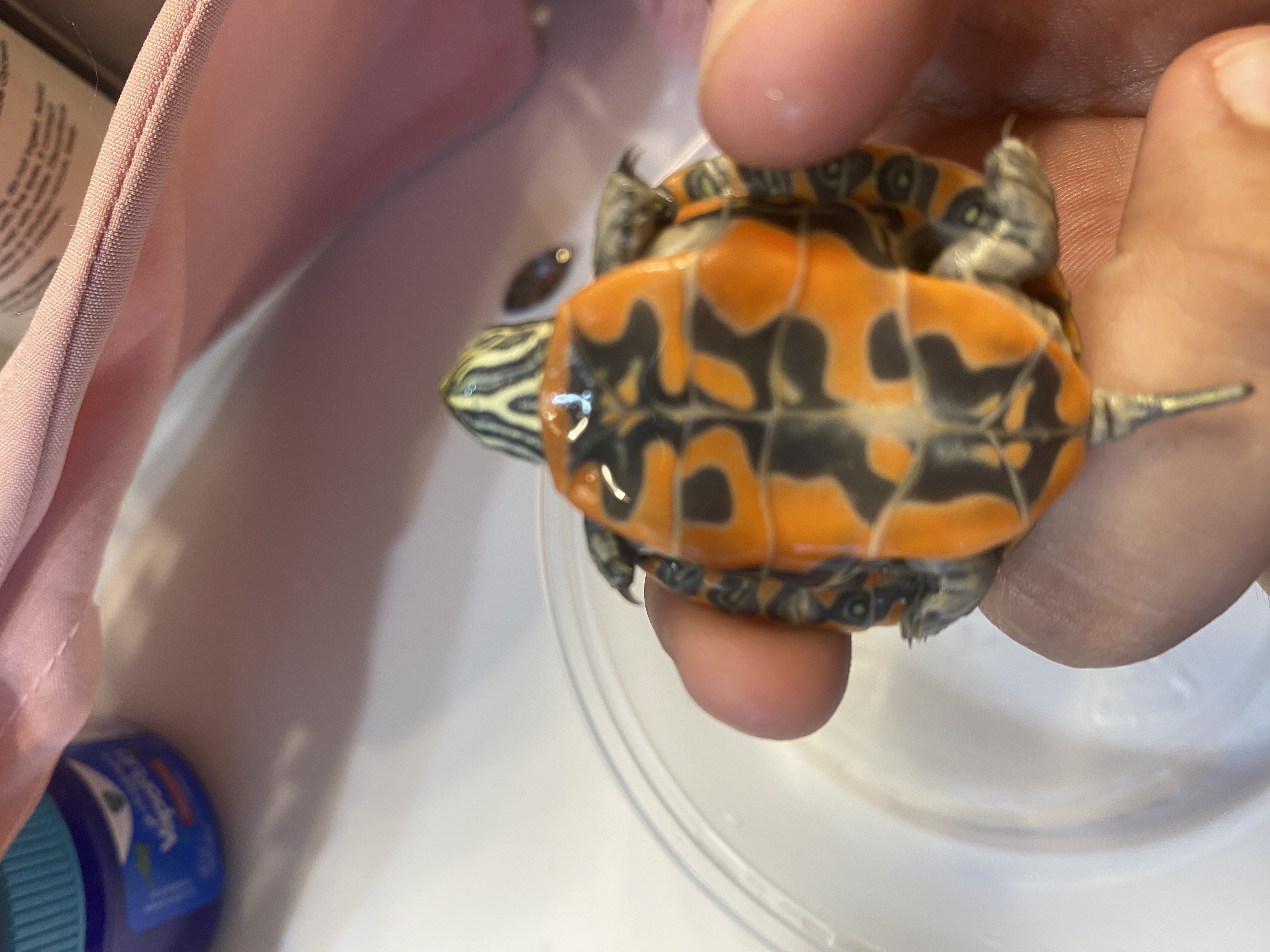 My Turtle Store Reviews - 84 Reviews of Myturtlestore.com | Sitejabber