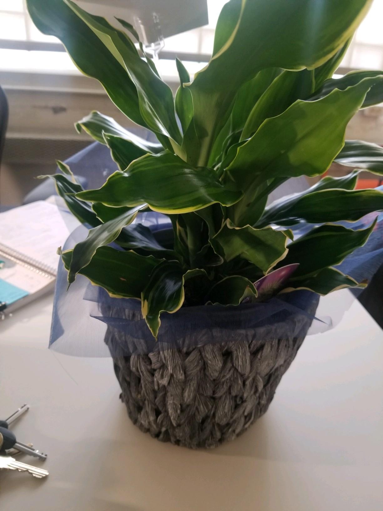 Avas Flowers Reviews 208 Reviews of Sitejabber