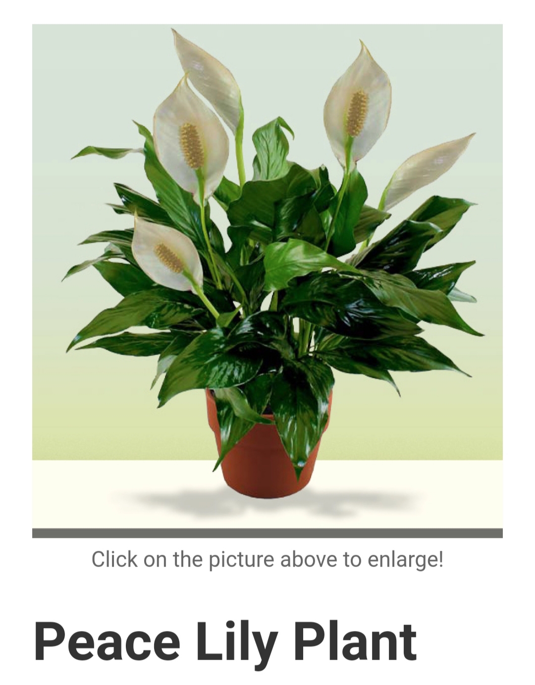 Avas Flowers Reviews 407 Reviews of Sitejabber