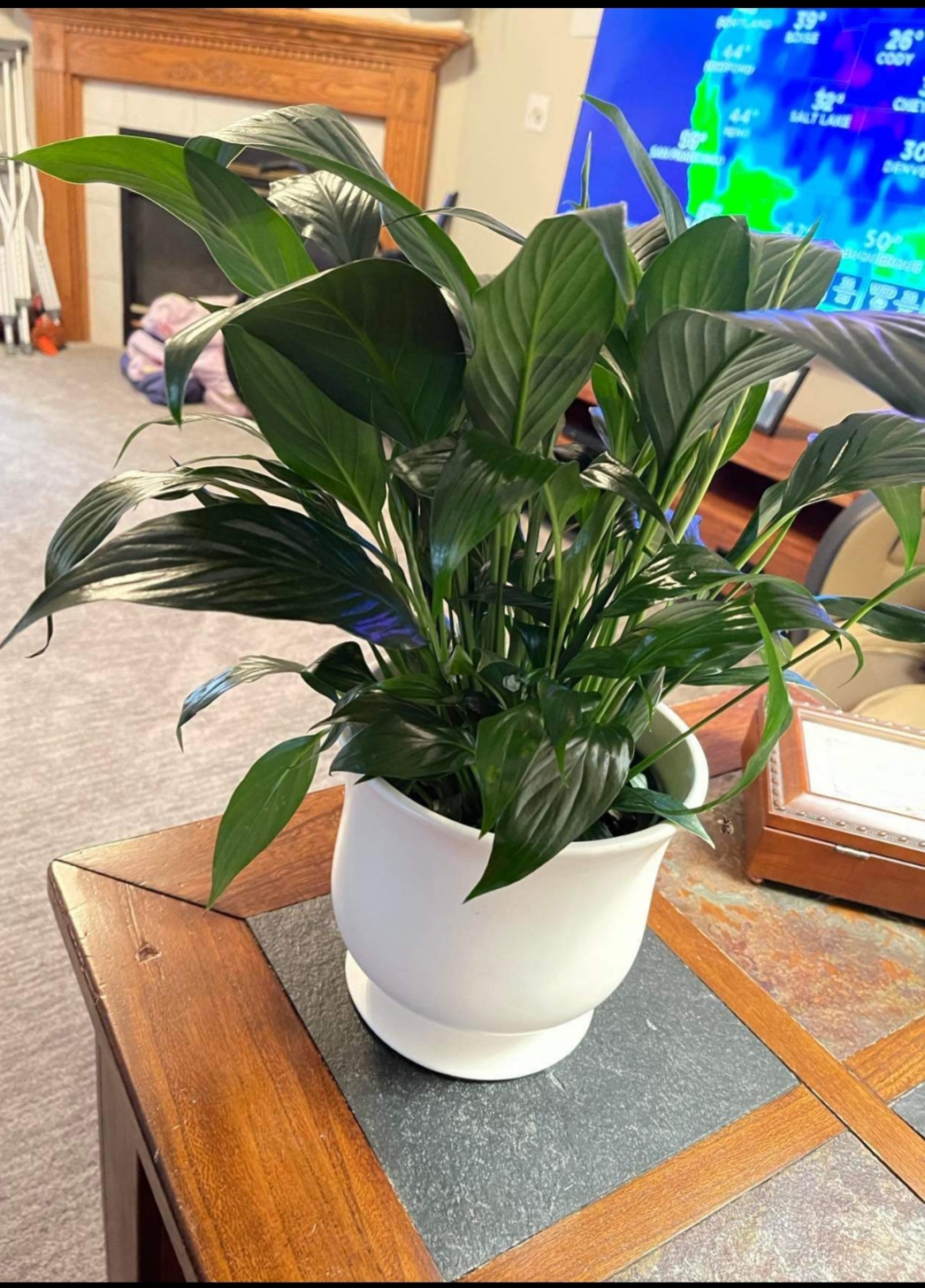 Avas Flowers Reviews 407 Reviews of Sitejabber