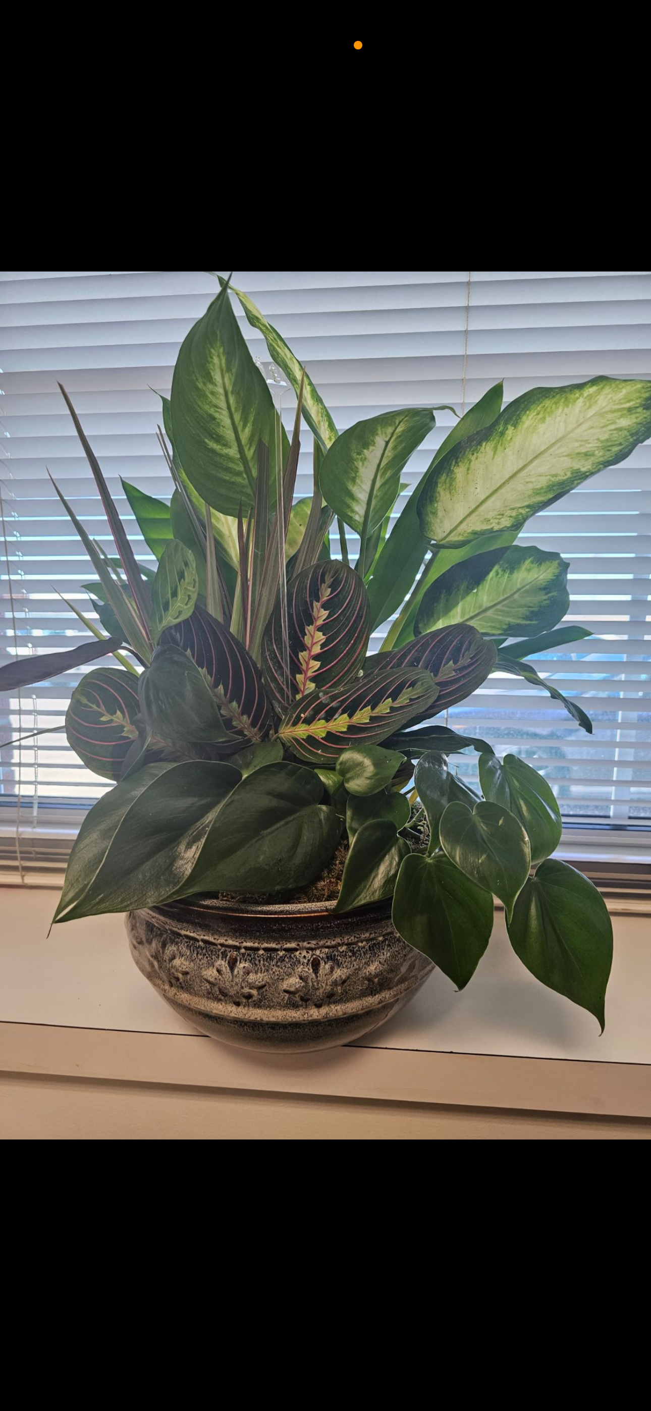 Avas Flowers Reviews 565 Reviews of Sitejabber