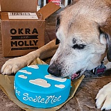 Our sweet Sadie Mae LOVED her cake! It came wrapped so cute in brown paper & string & she loved the squeaky toy! Very nice product!