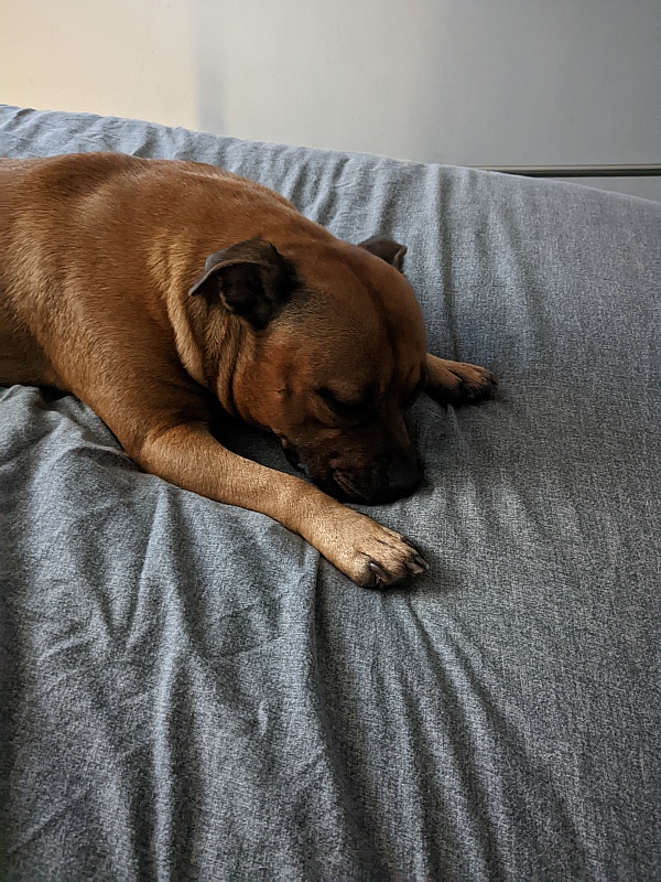 Champdogs.co.uk Reviews 22 Reviews of Champdogs.co.uk Sitejabber