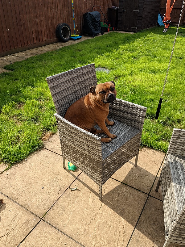 Champdogs.co.uk Reviews 22 Reviews of Champdogs.co.uk Sitejabber