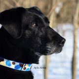 While I don't think Petco sells this collar anymore, a blue collar I got. [she rarely wears this]
Taken sometime in the winter of 2014
