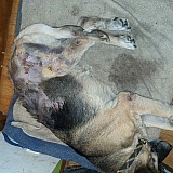 This is my shepherd cheeba. This is one of the dogs they saw. My dog did not look this bad when she went to see them. I explained how much worse she has gotten how she cries in pain. I also sent them pictures. Proof they don't care!