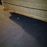 OYO hotel, Bradford PA. Bedbugs, urine, feces.