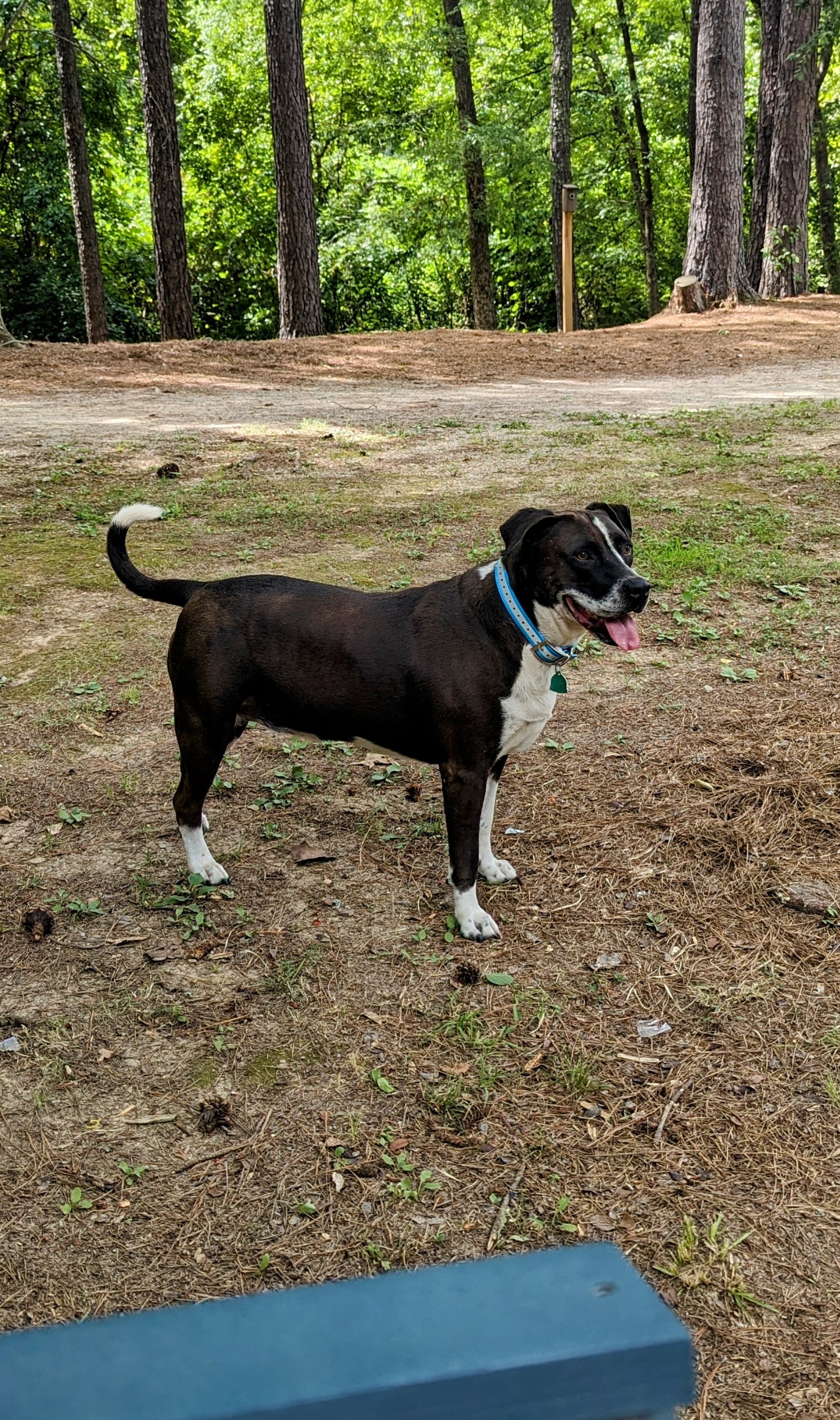 Outdoor Dog Supply Reviews 1,644 Reviews of Sitejabber