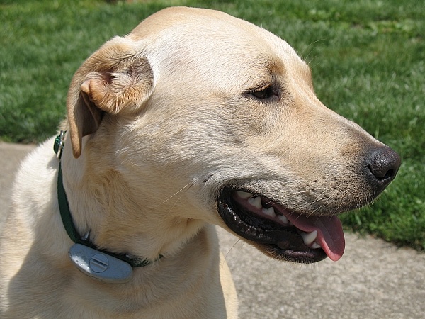 ultimate pet nutrition canine boost