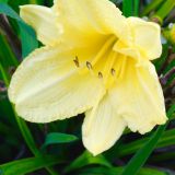 Marco of a yellow sun flower.