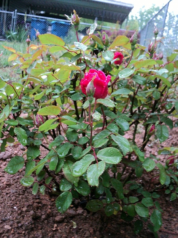 Settlemyre Nursery Reviews 4 Reviews of Settlemyrenurseryllc