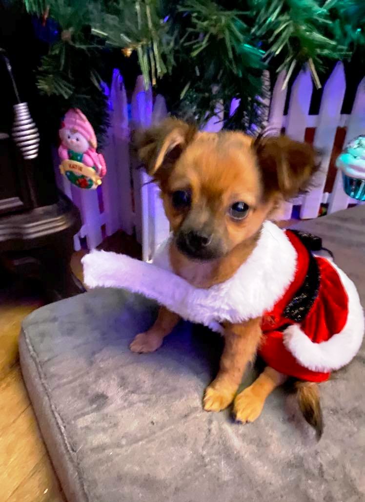 Good Dog Reviews 51 Reviews of Sitejabber