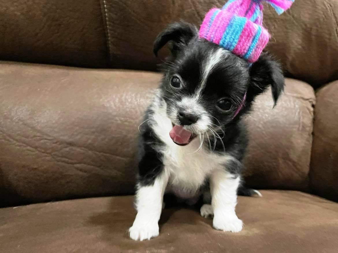 Good Dog Reviews 51 Reviews of Sitejabber