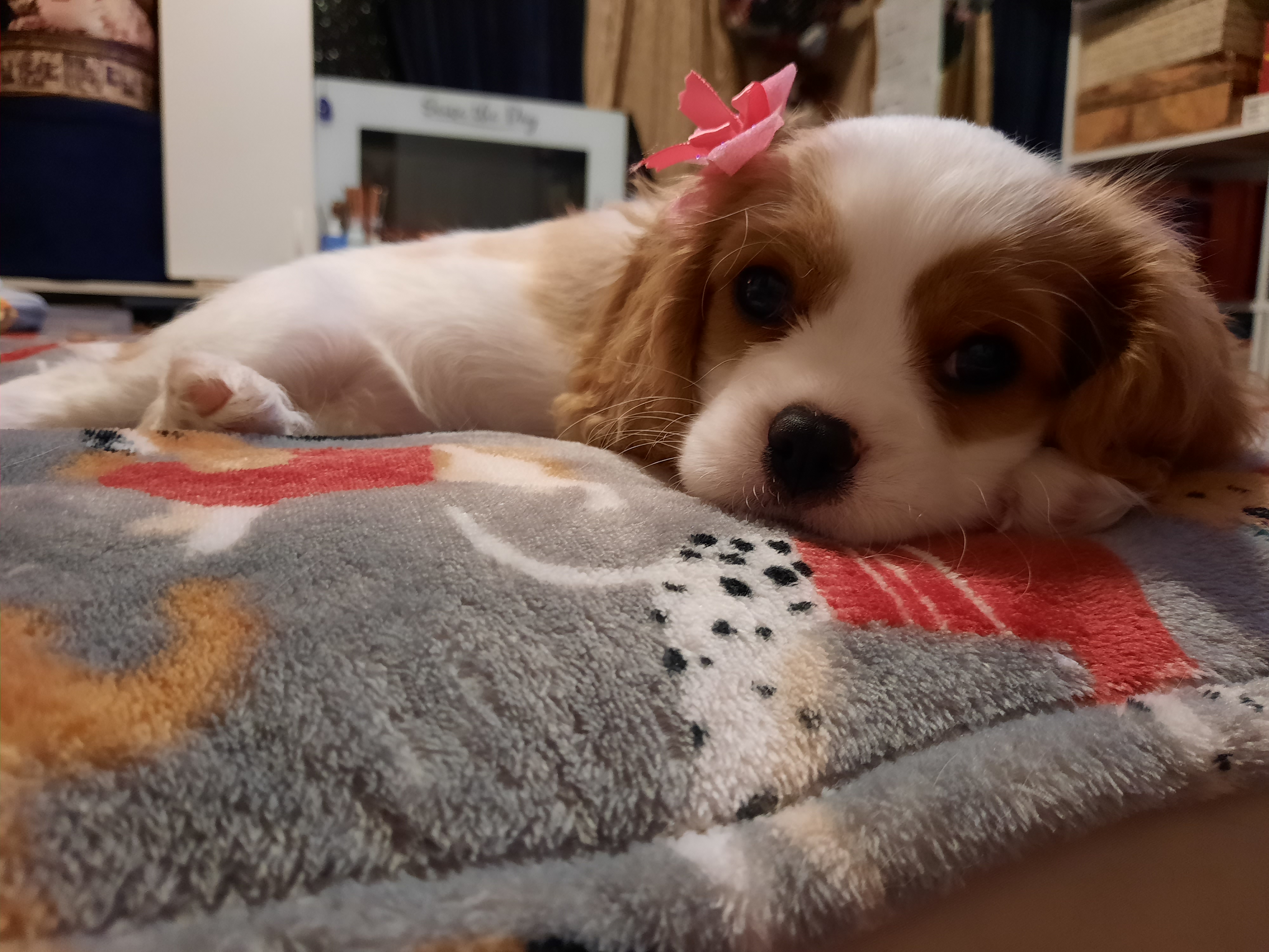 Good Dog Reviews 170 Reviews of Sitejabber