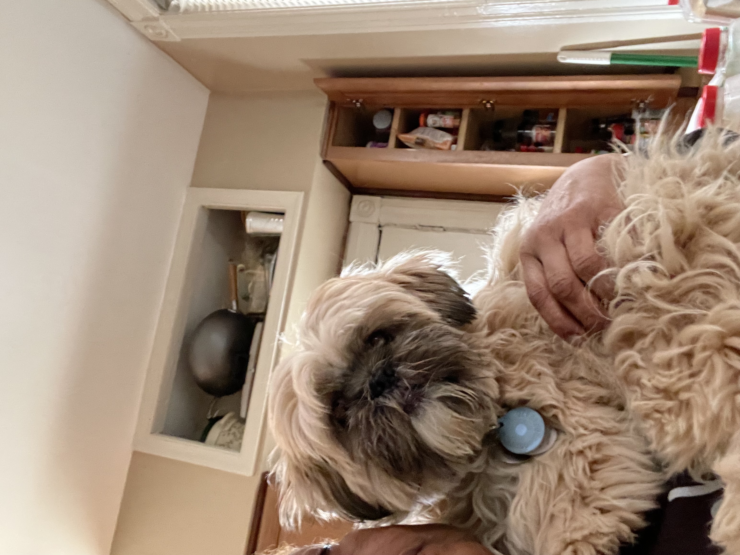 Good Dog Reviews 251 Reviews of Sitejabber