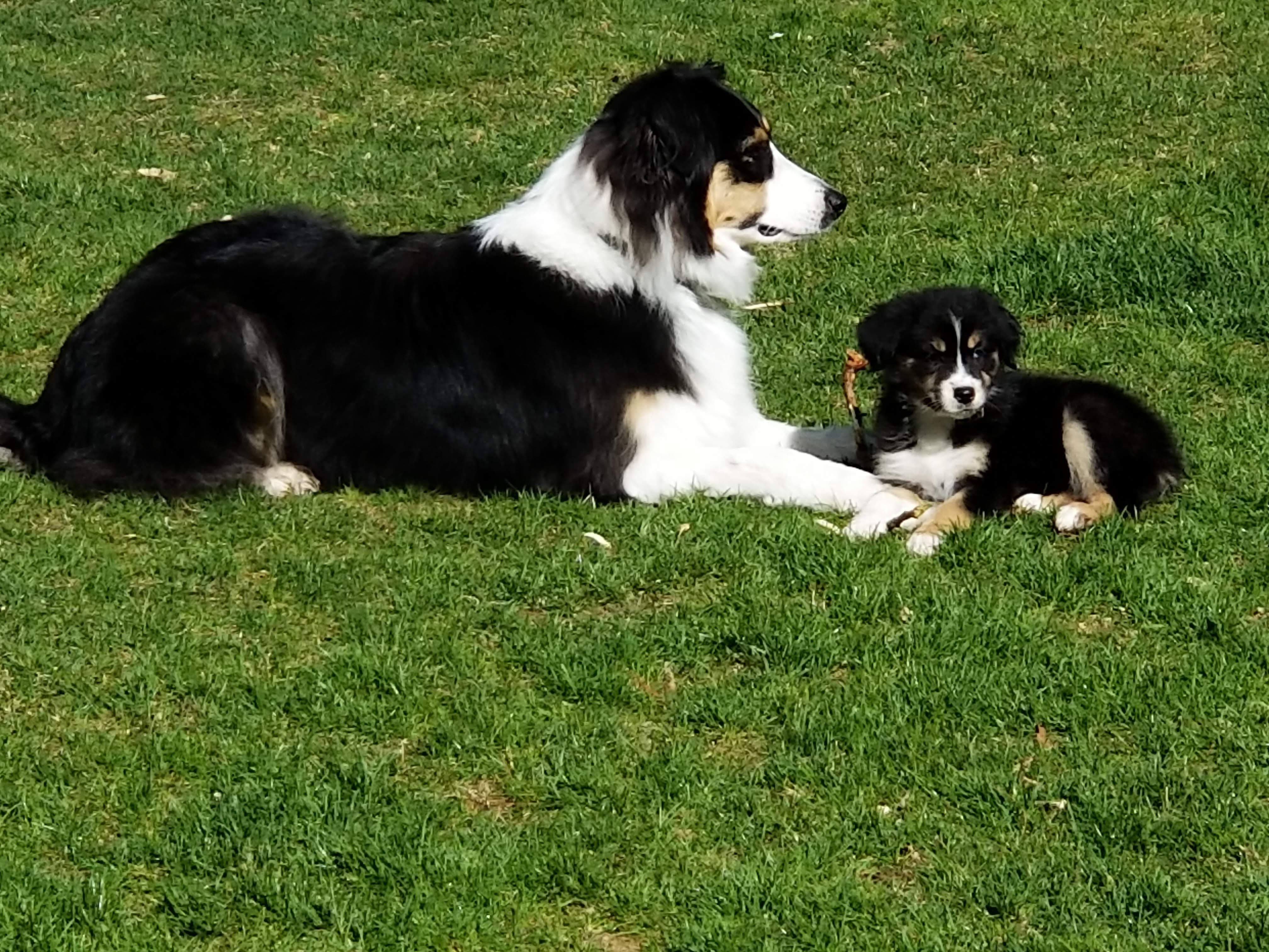 Good Dog Reviews 182 Reviews of Sitejabber