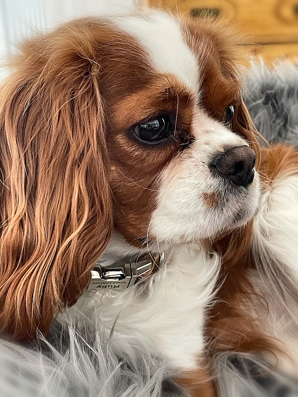 Good Dog Reviews 9 Reviews of Sitejabber