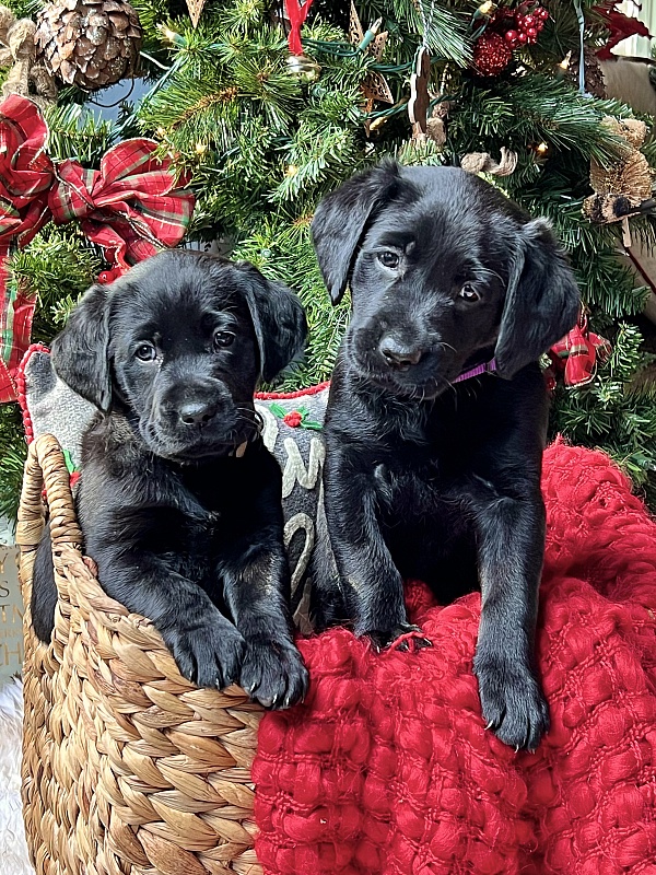 Good Dog Reviews 143 Reviews of Sitejabber