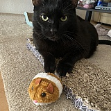 My lovely boy Damien with his new plush mouse 