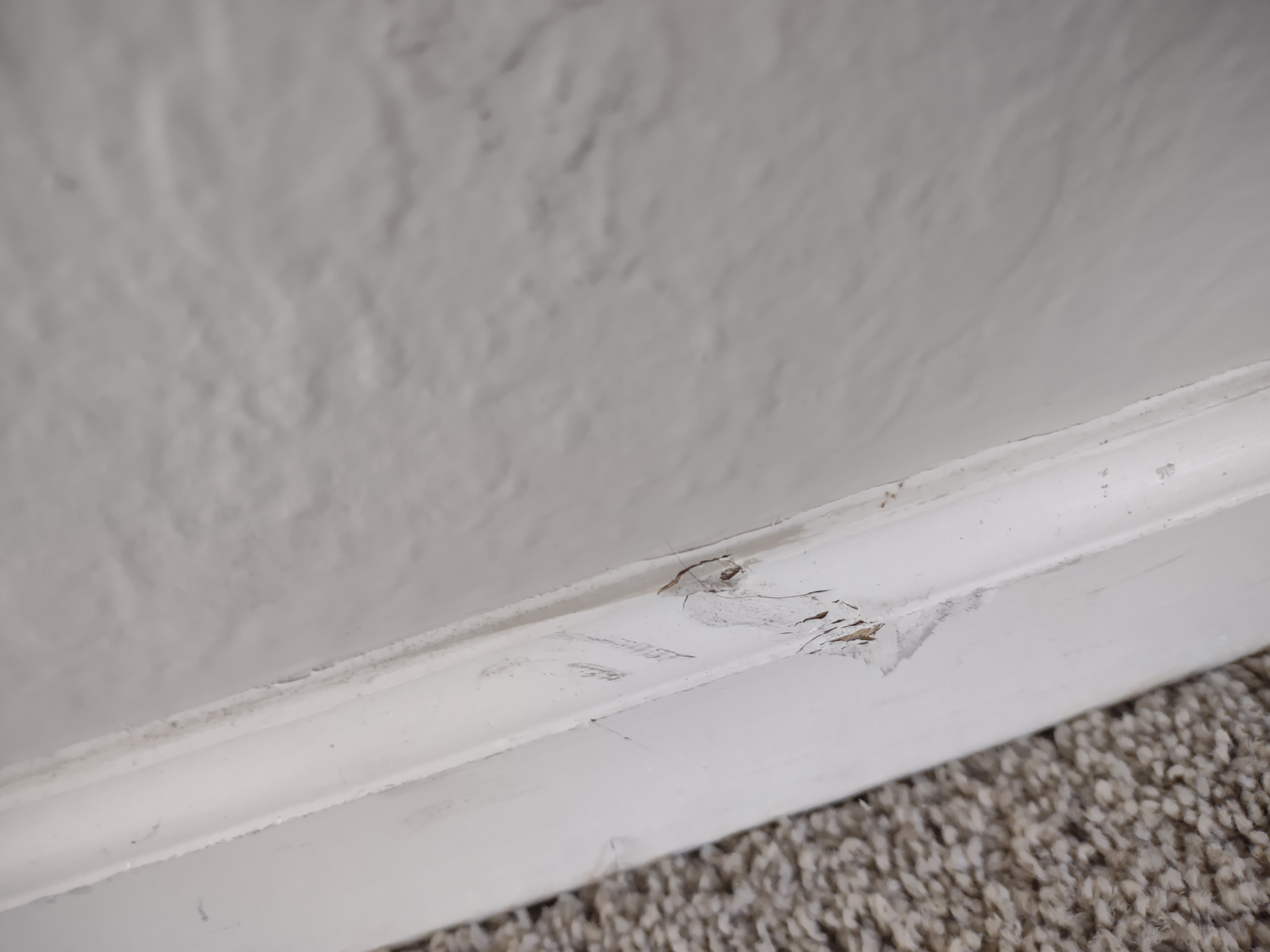 Main Street Renewal Tampa Reviews - bu512in