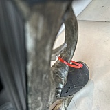 Dick's Sporting Goods product 0