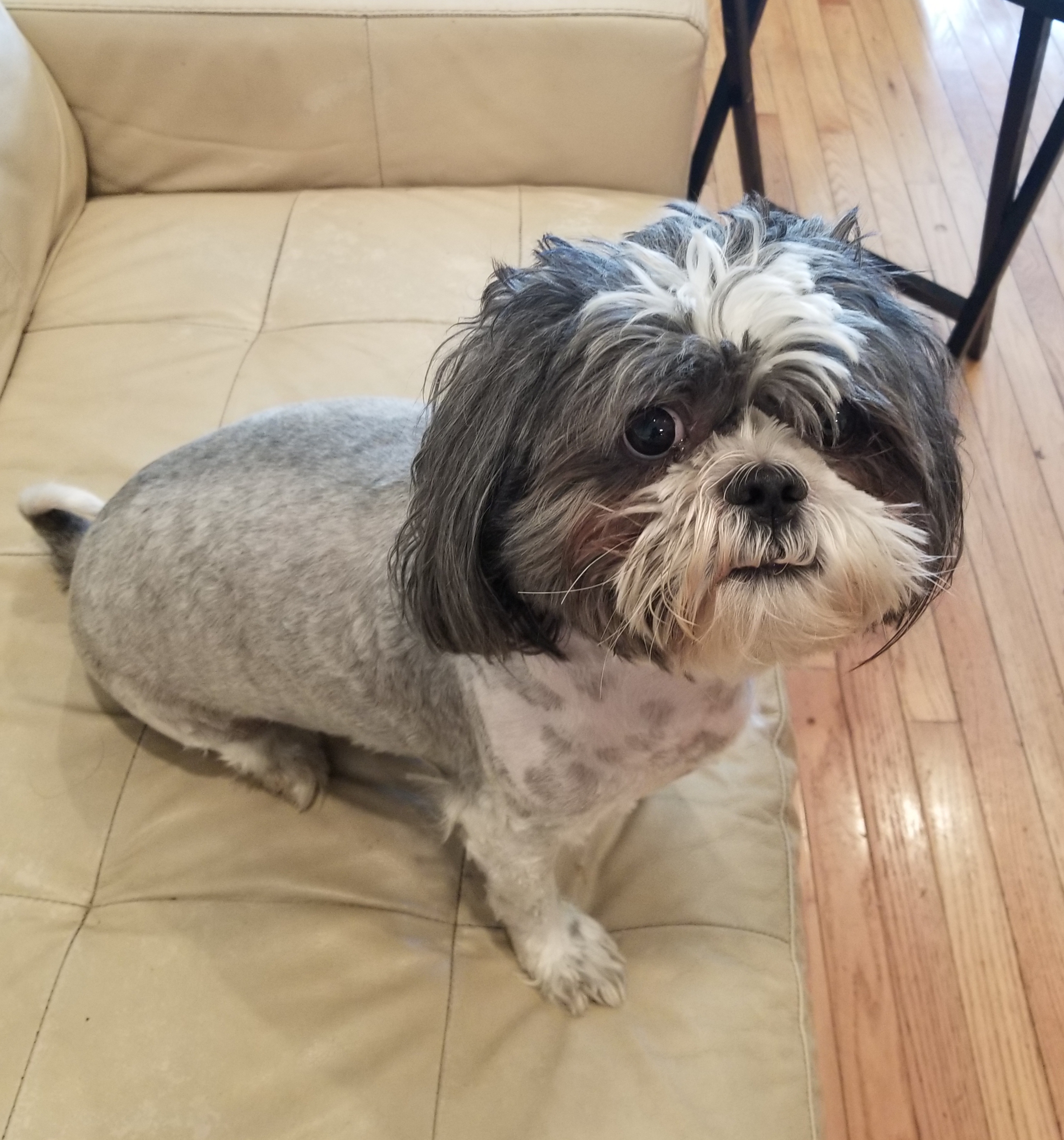 petsmart nail trim