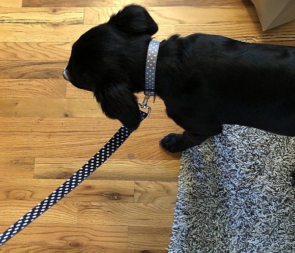 Hot Dog Collars Reviews 15 Reviews of Sitejabber