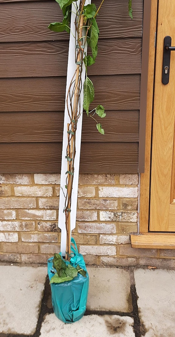 Gardening Express Reviews 481 Reviews of Gardeningexpress.co.uk