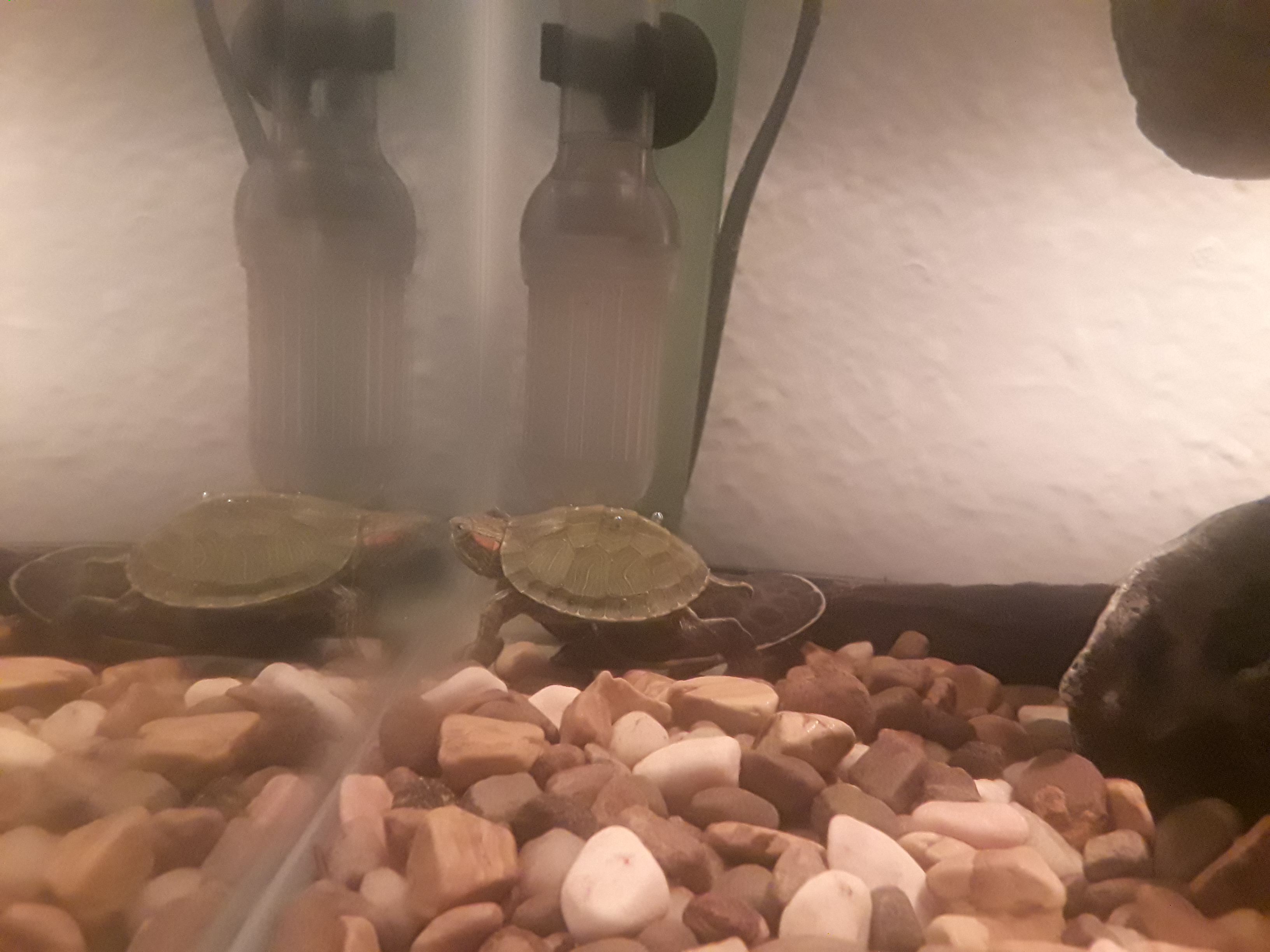 Underground Reptiles Reviewsterms Of Use - 9knnlxh