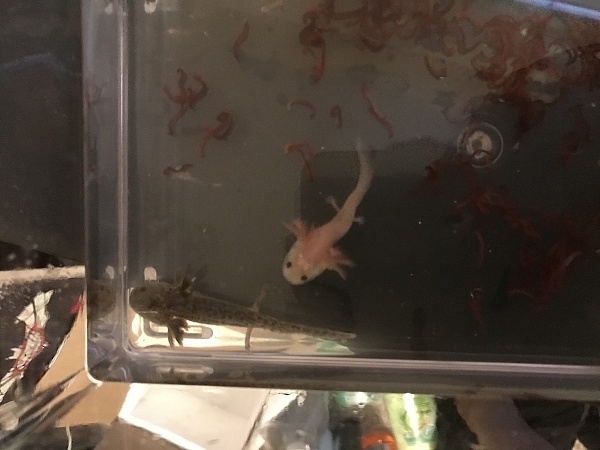 Underground Reptiles Reviews 581 Reviews Of Undergroundreptiles Com Sitejabber