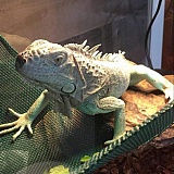 Underground Reptiles Reviews - 671 Reviews of Undergroundreptiles.com ...