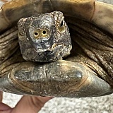 One tortoise who's nostrils clearly show it has had nasal discharge periodically