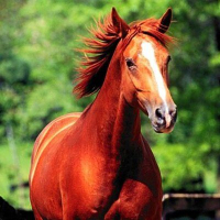 EquineNow